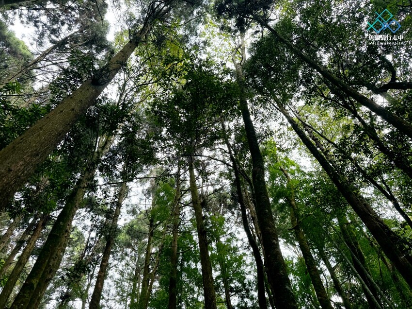 雲林秘境│雲嶺之丘、五元兩角、杉木林步道景點，360度環景 - 魚腦袋行走中