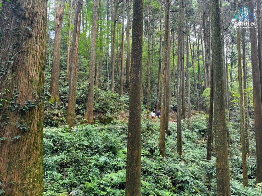 雲林秘境│雲嶺之丘、五元兩角、杉木林步道景點，360度環景 - 魚腦袋行走中