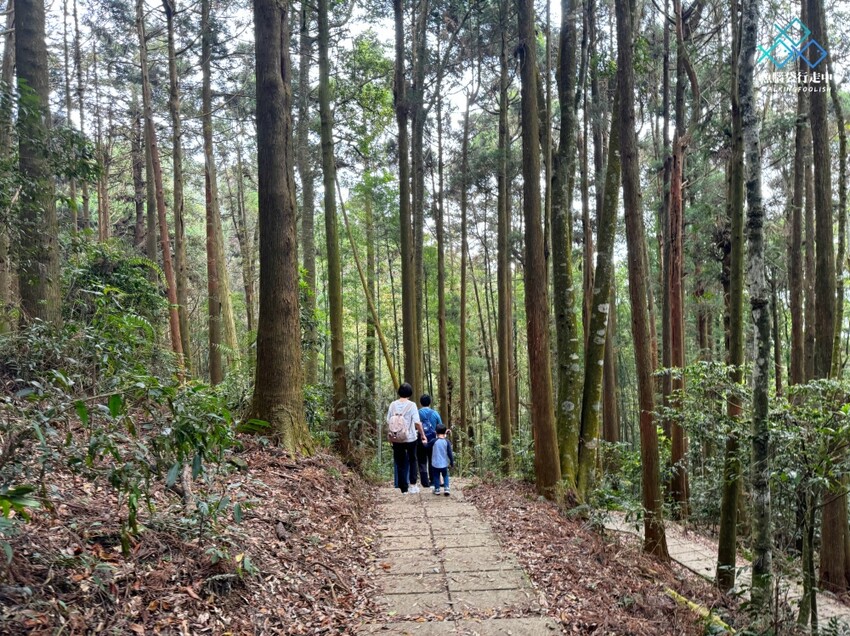 雲林秘境│雲嶺之丘、五元兩角、杉木林步道景點，360度環景 - 魚腦袋行走中