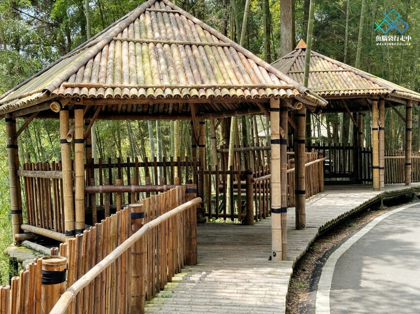 雲林秘境│雲嶺之丘、五元兩角、杉木林步道景點，360度環景 - 魚腦袋行走中