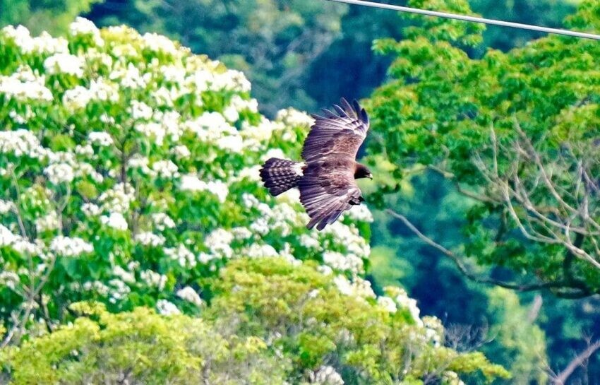 南投縣南投市【八卦山景點推薦】微笑天梯眺望市區美景、松柏嶺感受茶香，沿著八卦山休閒軸玩南投！