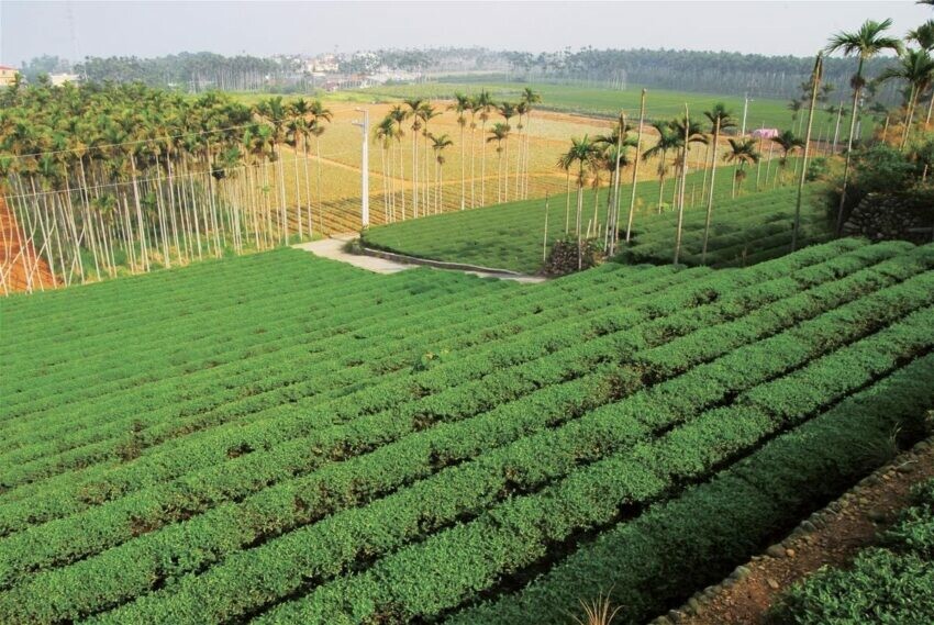 南投縣南投市【八卦山景點推薦】微笑天梯眺望市區美景、松柏嶺感受茶香，沿著八卦山休閒軸玩南投！