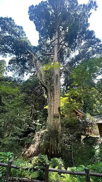 日本2024九州自由行-日本三大下宮之一-草部吉見神社