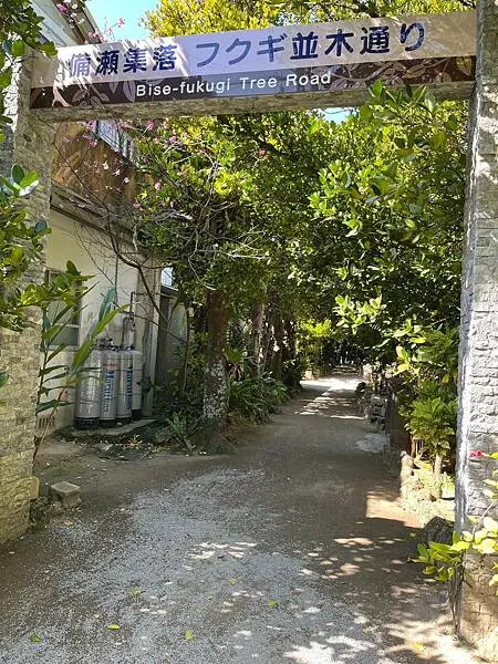 【日本沖繩北部景點推薦】備瀨福木林道│沖繩美麗海水族館附近景