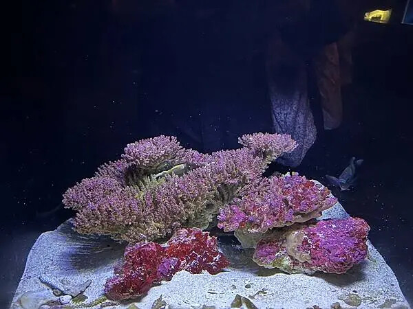 【日本沖繩親子景點推薦】沖繩美麗海水族館│沖縄美ら海水族館(