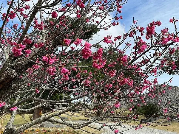 【日本沖繩親子景點推薦】今歸仁城跡怎麼玩？交通、歷史、景點攻