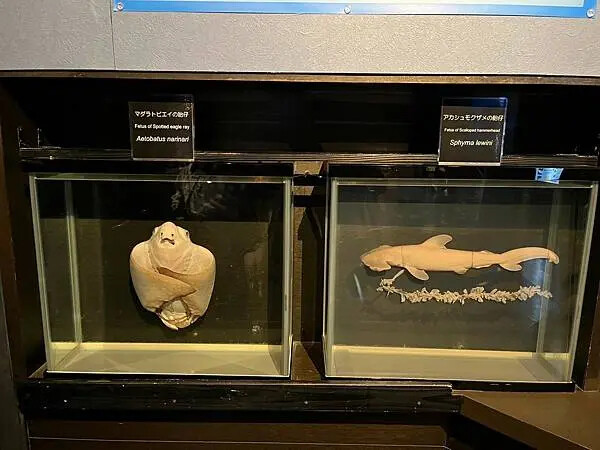 【日本沖繩親子景點推薦】沖繩美麗海水族館│沖縄美ら海水族館(