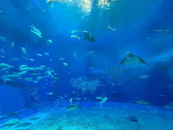 【日本沖繩親子景點推薦】沖繩美麗海水族館│沖縄美ら海水族館(