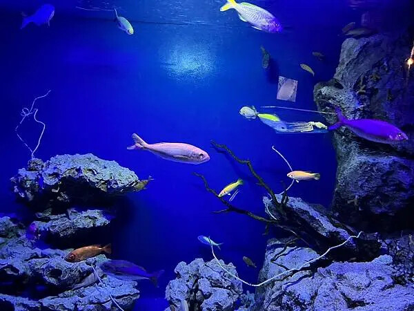 【日本沖繩親子景點推薦】沖繩美麗海水族館│沖縄美ら海水族館(