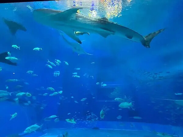 【日本沖繩親子景點推薦】沖繩美麗海水族館│沖縄美ら海水族館(