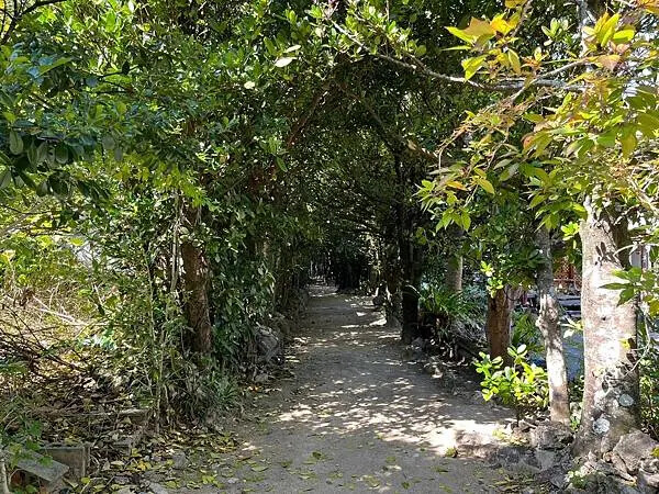 【日本沖繩北部景點推薦】備瀨福木林道│沖繩美麗海水族館附近景