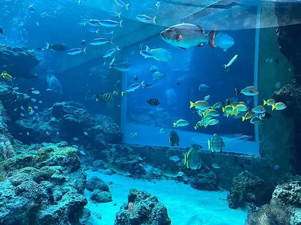 【日本沖繩親子景點推薦】沖繩美麗海水族館│沖縄美ら海水族館(