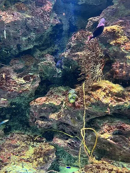 【日本沖繩親子景點推薦】沖繩美麗海水族館│沖縄美ら海水族館(