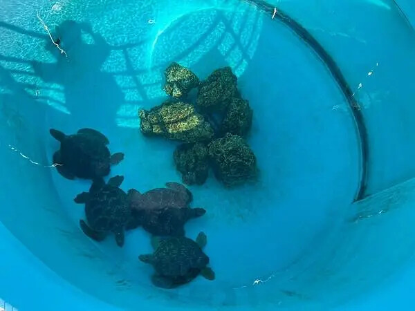 【日本沖繩親子景點推薦】沖繩美麗海水族館│沖縄美ら海水族館(