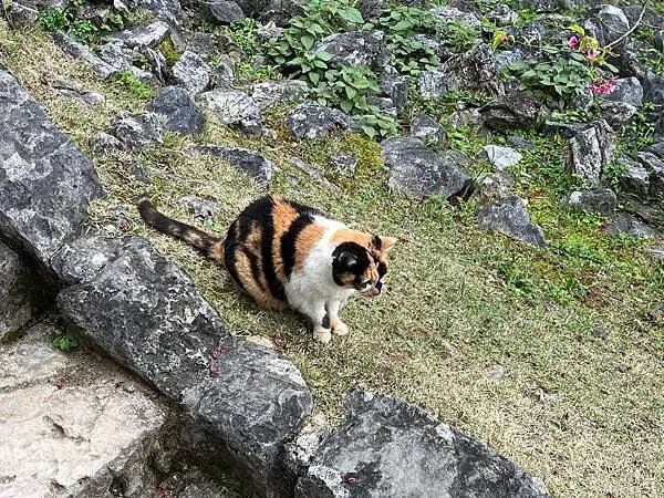【日本沖繩親子景點推薦】今歸仁城跡怎麼玩？交通、歷史、景點攻