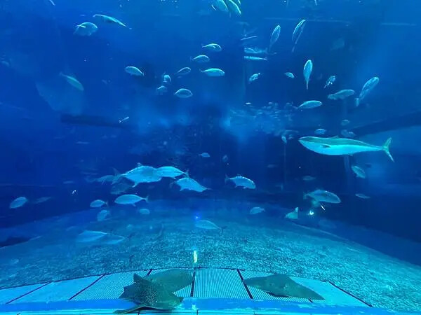 【日本沖繩親子景點推薦】沖繩美麗海水族館│沖縄美ら海水族館(