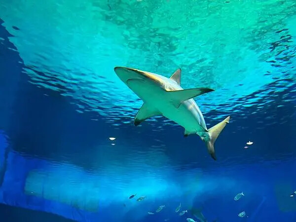 【日本沖繩親子景點推薦】沖繩美麗海水族館│沖縄美ら海水族館(