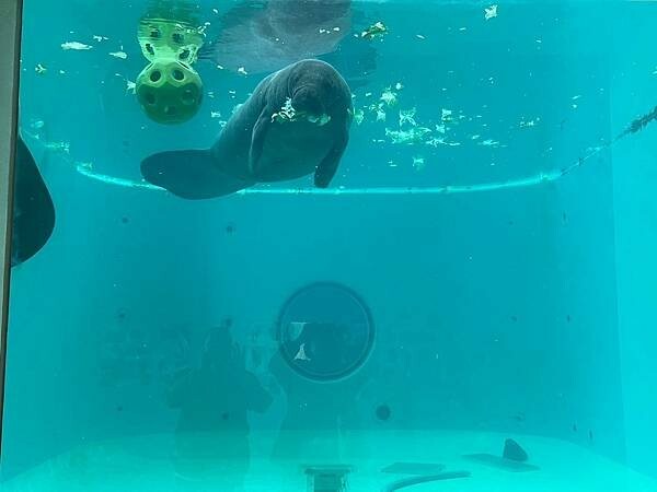 【日本沖繩親子景點推薦】沖繩美麗海水族館│沖縄美ら海水族館(