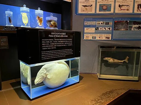 【日本沖繩親子景點推薦】沖繩美麗海水族館│沖縄美ら海水族館(
