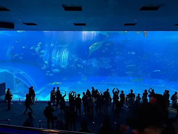 【日本沖繩親子景點推薦】沖繩美麗海水族館│沖縄美ら海水族館(
