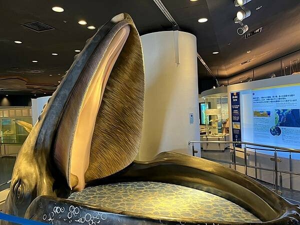 【日本沖繩親子景點推薦】沖繩美麗海水族館│沖縄美ら海水族館(