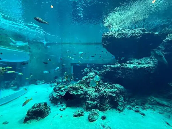 【日本沖繩親子景點推薦】沖繩美麗海水族館│沖縄美ら海水族館(
