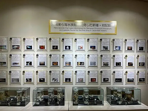 【日本沖繩親子景點推薦】沖繩美麗海水族館│沖縄美ら海水族館(