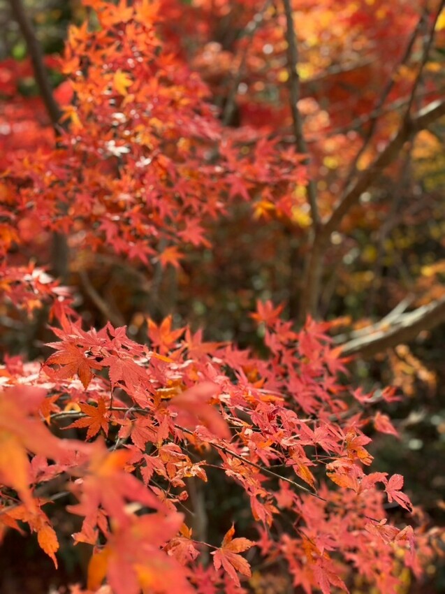 2023日本自由行DAY4|河口湖一日遊行程 富士山也太美了!大石公園 淺間神社 下吉田商店街 日川計時店 - 雁雁|美食 旅遊 生活娛樂