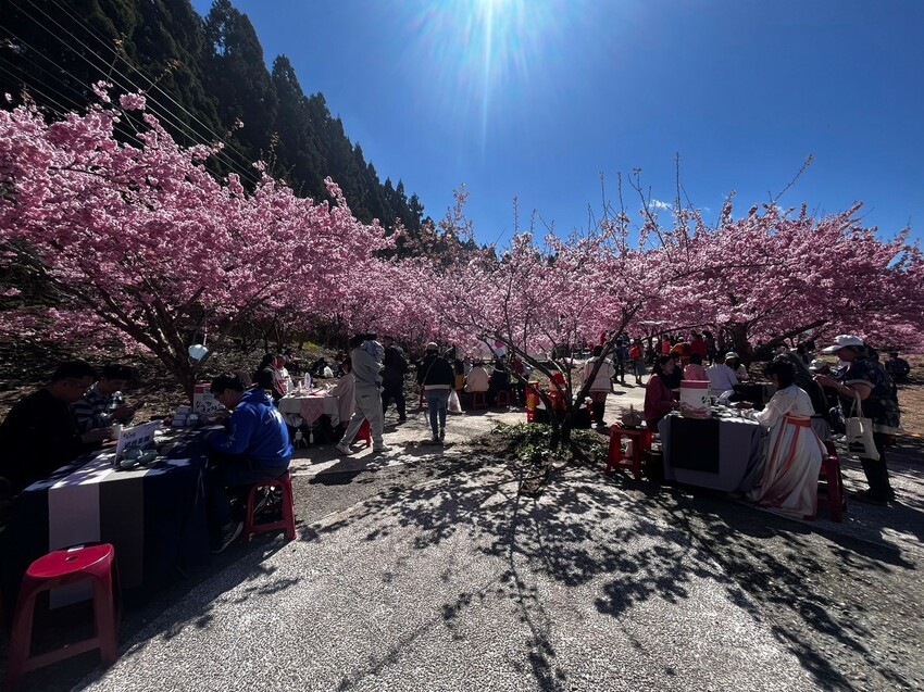 台中市和平區✿2025櫻為幸福‧品茗茶會✿