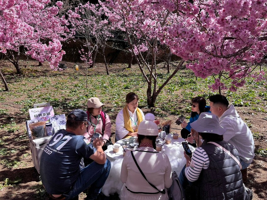 台中市和平區✿2025櫻為幸福‧品茗茶會✿