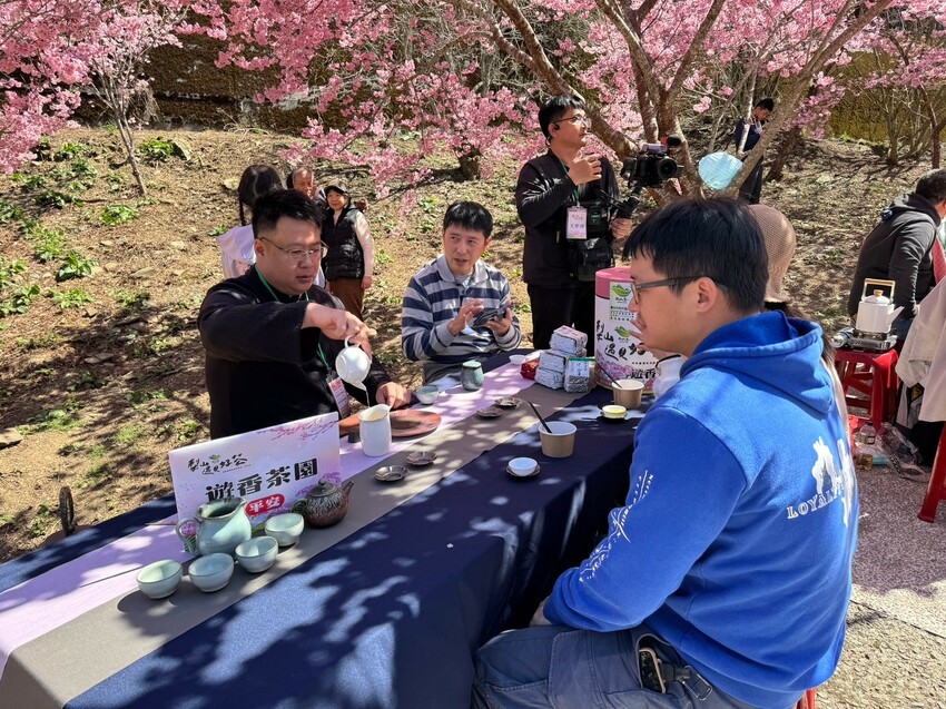 台中市和平區✿2025櫻為幸福‧品茗茶會✿