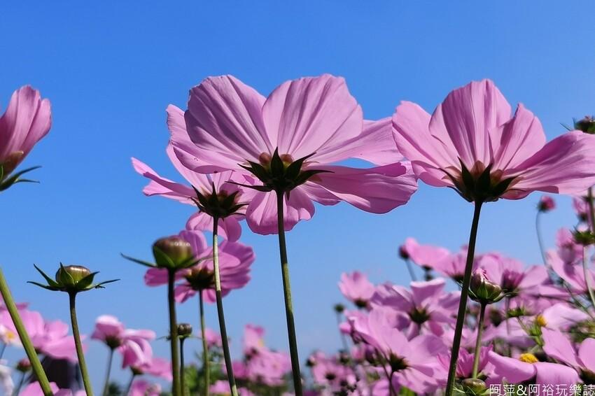 高雄市美濃區【高雄美濃景點】來高雄美濃賞花「蛇來蛇趣~來去美濃尞」∣裝置藝術彩繪大地艷麗花田等你來拍∣