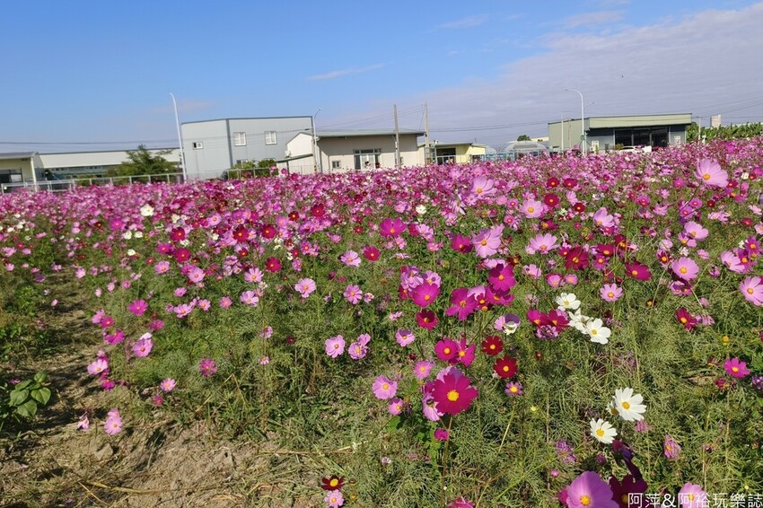 高雄市美濃區【高雄美濃景點】來高雄美濃賞花「蛇來蛇趣~來去美濃尞」∣裝置藝術彩繪大地艷麗花田等你來拍∣