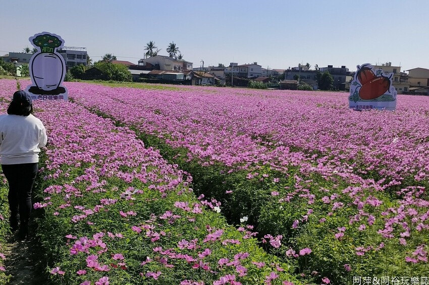 高雄市美濃區【高雄美濃景點】來高雄美濃賞花「蛇來蛇趣~來去美濃尞」∣裝置藝術彩繪大地艷麗花田等你來拍∣