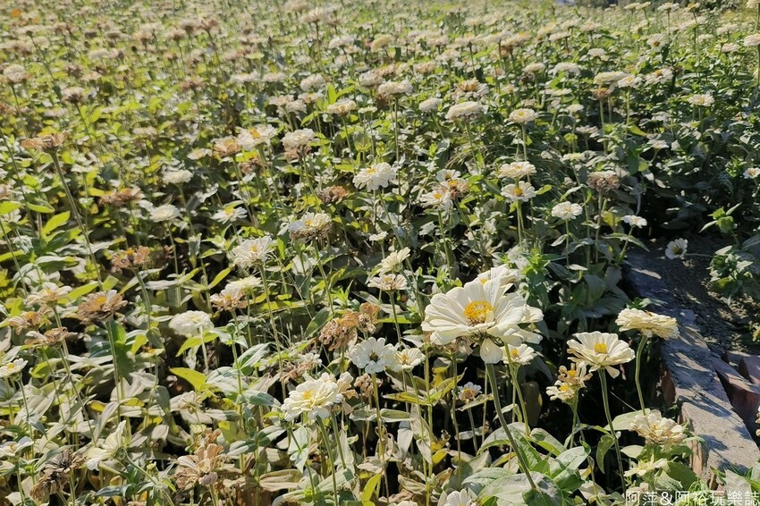 高雄市美濃區【高雄美濃景點】來高雄美濃賞花「蛇來蛇趣~來去美濃尞」∣裝置藝術彩繪大地艷麗花田等你來拍∣