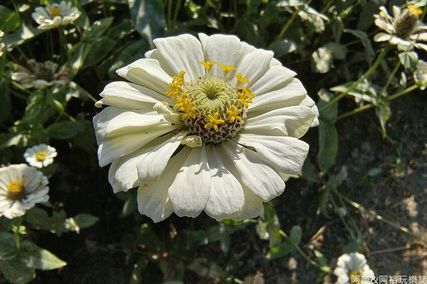 高雄市美濃區【高雄美濃景點】來高雄美濃賞花「蛇來蛇趣~來去美濃尞」∣裝置藝術彩繪大地艷麗花田等你來拍∣