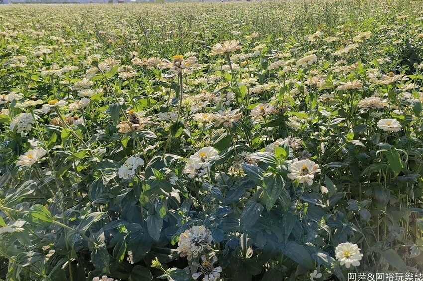 高雄市美濃區【高雄美濃景點】來高雄美濃賞花「蛇來蛇趣~來去美濃尞」∣裝置藝術彩繪大地艷麗花田等你來拍∣