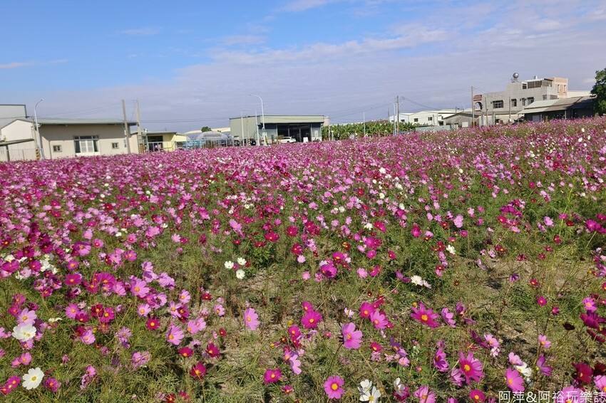 高雄市美濃區【高雄美濃景點】來高雄美濃賞花「蛇來蛇趣~來去美濃尞」∣裝置藝術彩繪大地艷麗花田等你來拍∣