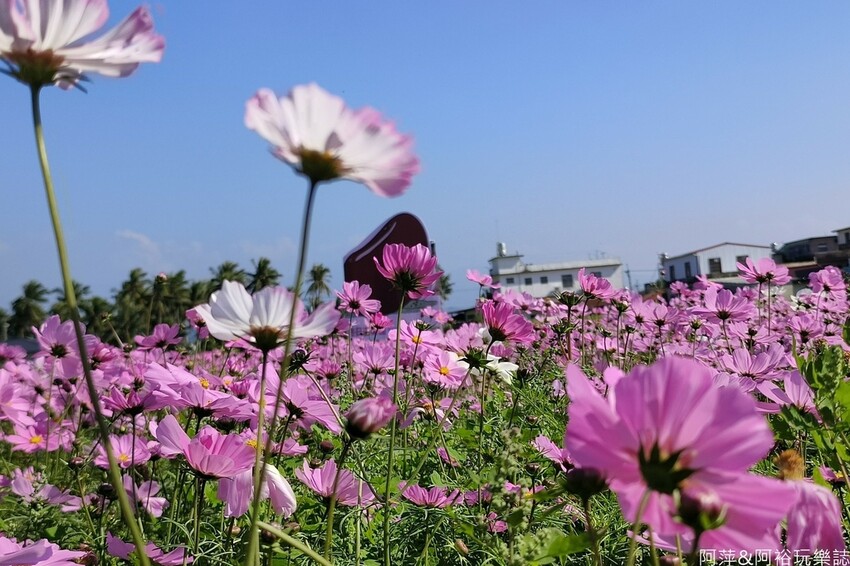 高雄市美濃區【高雄美濃景點】來高雄美濃賞花「蛇來蛇趣~來去美濃尞」∣裝置藝術彩繪大地艷麗花田等你來拍∣