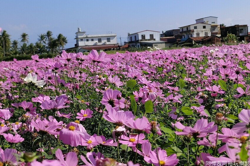 高雄市美濃區【高雄美濃景點】來高雄美濃賞花「蛇來蛇趣~來去美濃尞」∣裝置藝術彩繪大地艷麗花田等你來拍∣