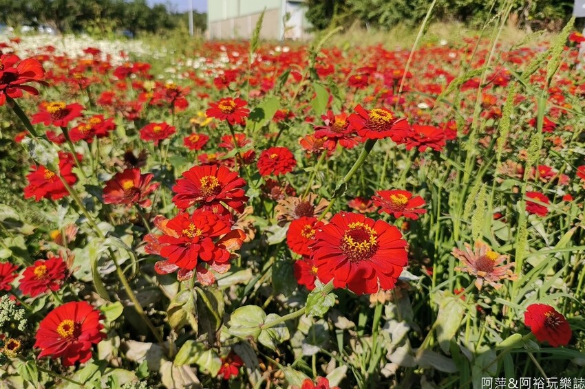 高雄市美濃區【高雄美濃景點】來高雄美濃賞花「蛇來蛇趣~來去美濃尞」∣裝置藝術彩繪大地艷麗花田等你來拍∣