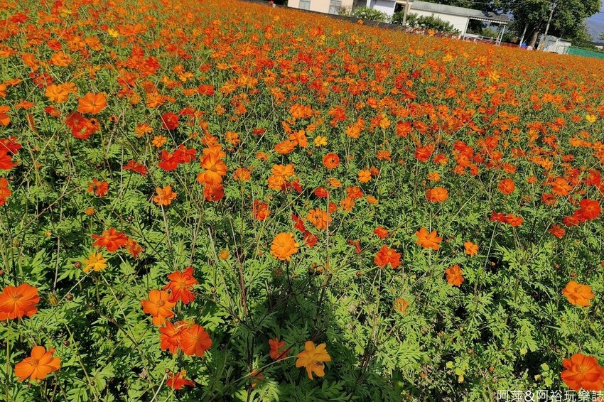 高雄市美濃區【高雄美濃景點】來高雄美濃賞花「蛇來蛇趣~來去美濃尞」∣裝置藝術彩繪大地艷麗花田等你來拍∣