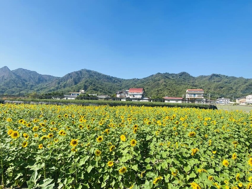 高雄市美濃區【高雄美濃景點】來高雄美濃賞花「蛇來蛇趣~來去美濃尞」∣裝置藝術彩繪大地艷麗花田等你來拍∣