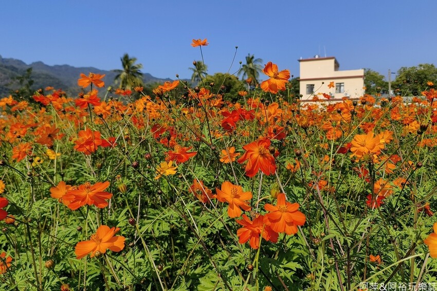 高雄市美濃區【高雄美濃景點】來高雄美濃賞花「蛇來蛇趣~來去美濃尞」∣裝置藝術彩繪大地艷麗花田等你來拍∣