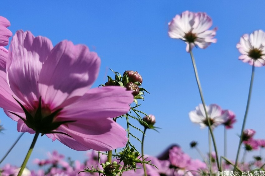 高雄市美濃區【高雄美濃景點】來高雄美濃賞花「蛇來蛇趣~來去美濃尞」∣裝置藝術彩繪大地艷麗花田等你來拍∣