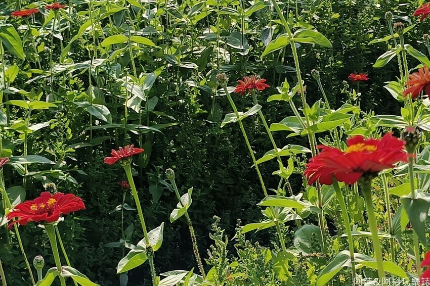 高雄市美濃區【高雄美濃景點】來高雄美濃賞花「蛇來蛇趣~來去美濃尞」∣裝置藝術彩繪大地艷麗花田等你來拍∣