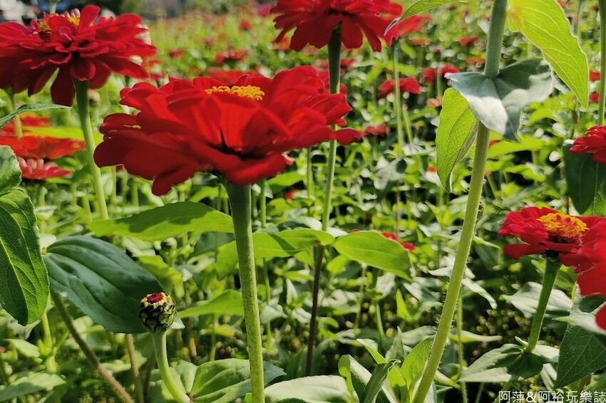 高雄市美濃區【高雄美濃景點】來高雄美濃賞花「蛇來蛇趣~來去美濃尞」∣裝置藝術彩繪大地艷麗花田等你來拍∣