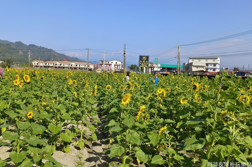 高雄市美濃區【高雄美濃景點】來高雄美濃賞花「蛇來蛇趣~來去美濃尞」∣裝置藝術彩繪大地艷麗花田等你來拍∣