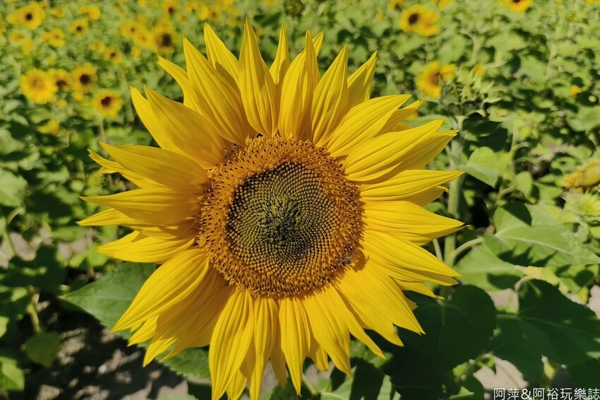 高雄市美濃區【高雄美濃景點】來高雄美濃賞花「蛇來蛇趣~來去美濃尞」∣裝置藝術彩繪大地艷麗花田等你來拍∣