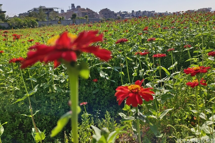 高雄市美濃區【高雄美濃景點】來高雄美濃賞花「蛇來蛇趣~來去美濃尞」∣裝置藝術彩繪大地艷麗花田等你來拍∣